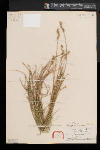 Carex longii image