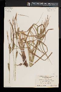 Carex trichocarpa image