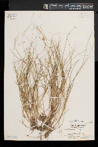 Carex trisperma image