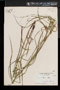 Carex tuckermanii image