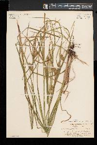 Carex tuckermanii image