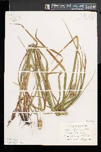 Carex typhina image