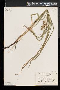 Carex typhina image