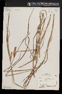 Carex vesicaria image