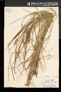 Carex vesicaria image