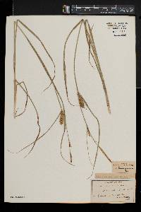 Carex vesicaria image