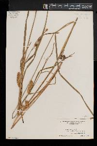 Carex vesicaria image