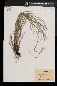 Carex virescens image