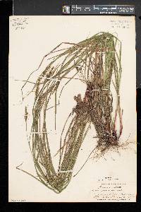 Carex virescens image