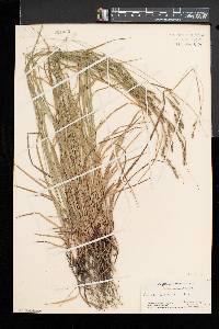 Carex virescens image