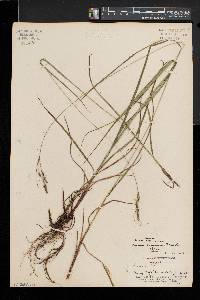 Carex virescens image