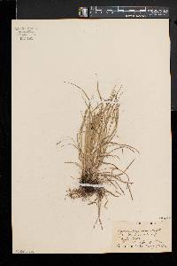 Carex virescens image