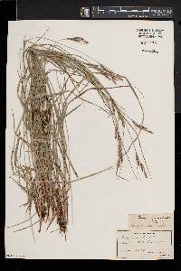 Carex virescens image