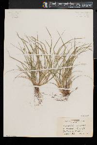 Carex willdenowii image