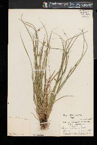 Carex willdenowii image