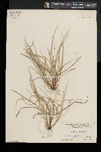 Carex willdenowii image