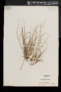 Carex willdenowii image