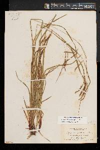 Carex debilis var. rudgei image