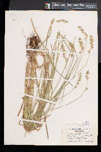 Carex argyrantha image