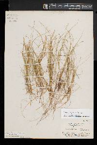 Carex trisperma image