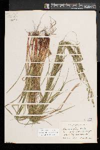 Carex debilis var. rudgei image