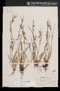 Carex glaucodea image