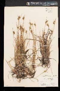 Carex pallescens image