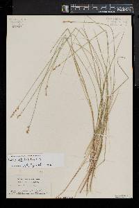 Carex sterilis image