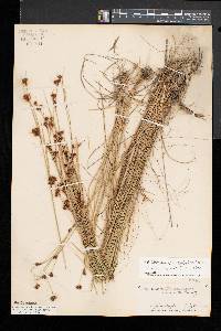 Rhynchospora capitellata image