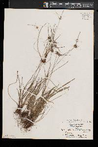 Cyperus lupulinus image