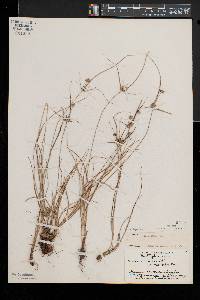 Cyperus lupulinus subsp. macilentus image