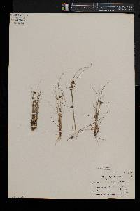 Cyperus bipartitus image