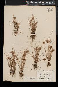 Cyperus bipartitus image