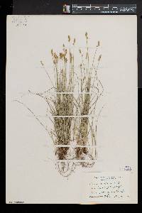 Carex retroflexa image