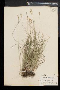 Carex retroflexa image