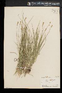 Carex retroflexa image