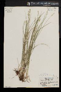 Carex retroflexa image