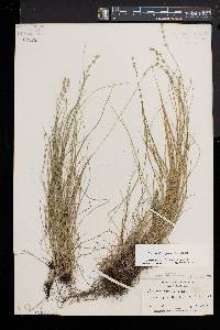 Carex radiata image