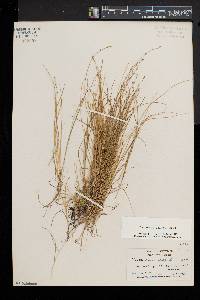 Carex radiata image