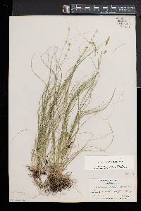 Carex radiata image