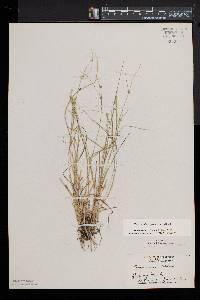 Carex radiata image