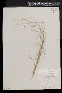 Carex radiata image