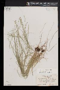 Carex radiata image