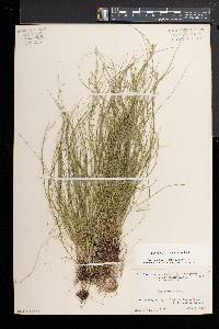 Carex radiata image