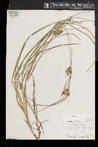 Carex baileyi image