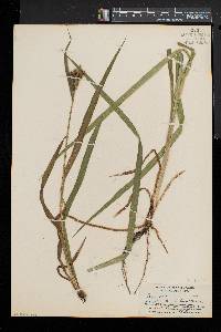 Carex scabrata image