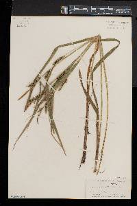 Carex scabrata image