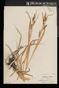 Carex scabrata image