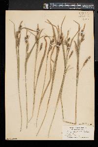 Carex scabrata image