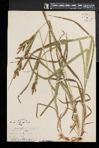 Carex scabrata image